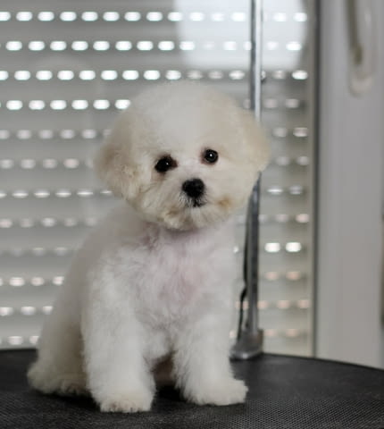 Бишон Фризе кученца Бишон фризе, Ваксинирано - Да, Обезпаразитено - Да - град Извън България | Кучета - снимка 2