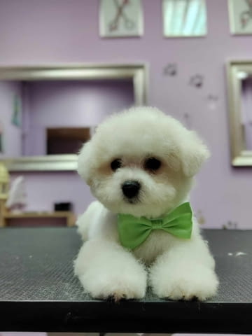 Бишон Фризе кученца Бишон фризе, Ваксинирано - Да, Обезпаразитено - Да - град Извън България | Кучета - снимка 5