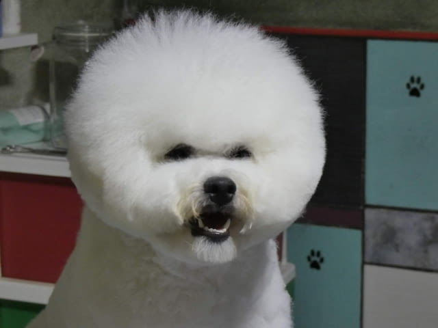 Бишон Фризе кученца Бишон фризе, Ваксинирано - Да, Обезпаразитено - Да - град Извън България | Кучета - снимка 6