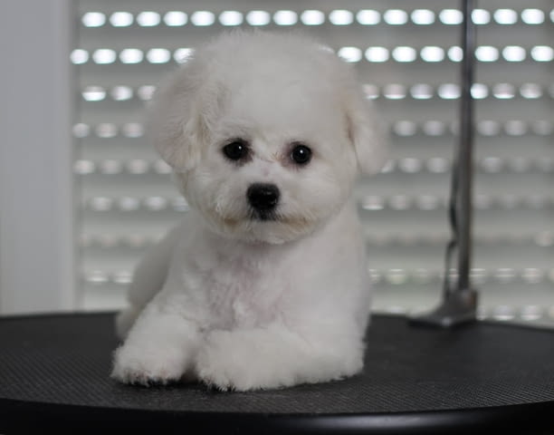 Бишон Фризе кученца Бишон фризе, Ваксинирано - Да, Обезпаразитено - Да - град Извън България | Кучета - снимка 7