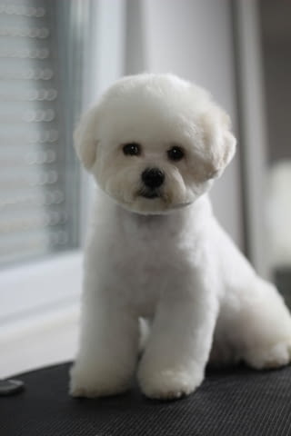 Бишон Фризе кученца Бишон фризе, Ваксинирано - Да, Обезпаразитено - Да - град Извън България | Кучета - снимка 8