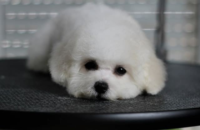 Бишон Фризе кученца Бишон фризе, Ваксинирано - Да, Обезпаразитено - Да - град Извън България | Кучета - снимка 9