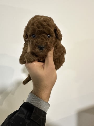 Toy red poodles! Пудел той, 3 месеца - град Извън България | Кучета - снимка 1