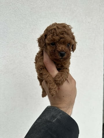 Toy red poodles! Пудел той, 3 месеца - град Извън България | Кучета - снимка 2