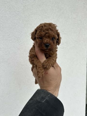 Toy red poodles! Пудел той, 3 месеца - град Извън България | Кучета - снимка 4