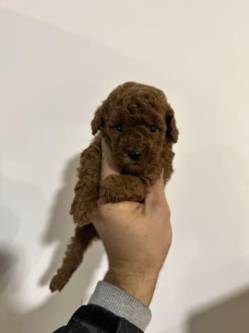 Toy red poodles! Пудел той, 3 месеца - град Извън България | Кучета - снимка 5