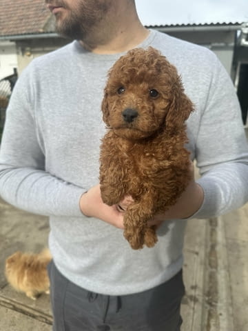 Mini red poodles! Пудел мини, 3 месеца - град Извън България | Кучета - снимка 1