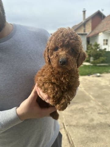 Mini red poodles! Пудел мини, 3 месеца - град Извън България | Кучета - снимка 3
