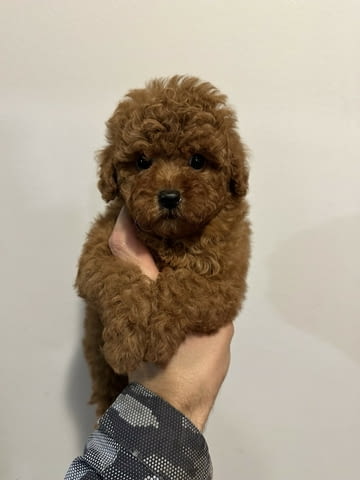 Mini red poodles! Пудел мини, 3 месеца - град Извън България | Кучета - снимка 4