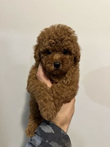 Mini red poodles! Пудел мини, 3 месеца - град Извън България | Кучета - снимка 5
