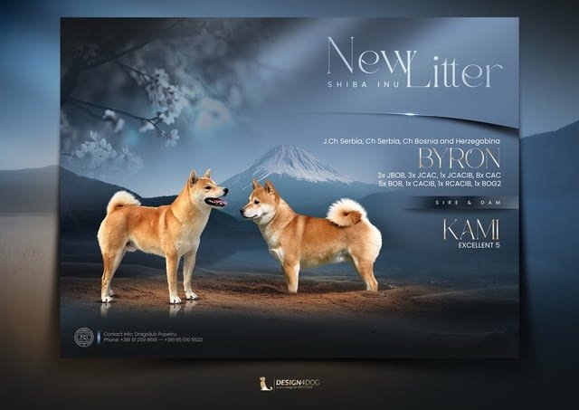 Champion litter of Shiba inu Шиба ину, 3 месеца - град Извън България | Кучета - снимка 1