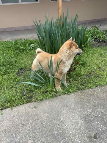 Champion litter of Shiba inu Шиба ину, 3 месеца - град Извън България | Кучета - снимка 3