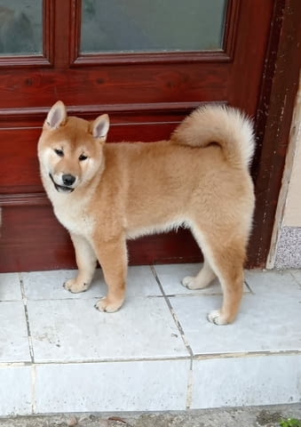 Champion litter of Shiba inu Шиба ину, 3 месеца - град Извън България | Кучета - снимка 5