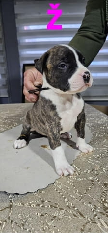 Pit blue is worn by Puppies Питбул тeриер, 2 месеца - град Извън България | Кучета - снимка 1