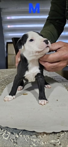 Pit blue is worn by Puppies Питбул тeриер, 2 месеца - град Извън България | Кучета - снимка 2