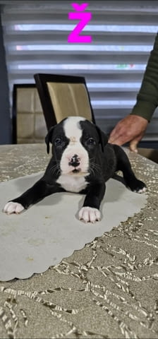 Pit blue is worn by Puppies Питбул тeриер, 2 месеца - град Извън България | Кучета - снимка 3