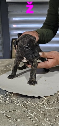 Pit blue is worn by Puppies Питбул тeриер, 2 месеца - град Извън България | Кучета - снимка 4