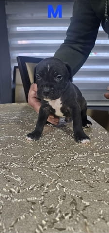 Pit blue is worn by Puppies Питбул тeриер, 2 месеца - град Извън България | Кучета - снимка 5