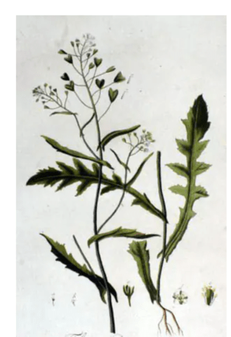 Овчарска торбичка - град Берковица | Цветя / Растения / Саксии