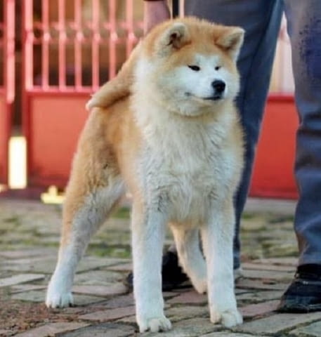 Aкита ину кученца Акита, 6 месеца - град Извън България | Кучета - снимка 4