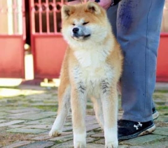 Aкита ину кученца Акита, 6 месеца - град Извън България | Кучета - снимка 7