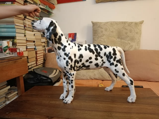 Далматинец кученца Ваксинирано - Да, Обезпаразитено - Да - град Извън България | Кучета - снимка 1