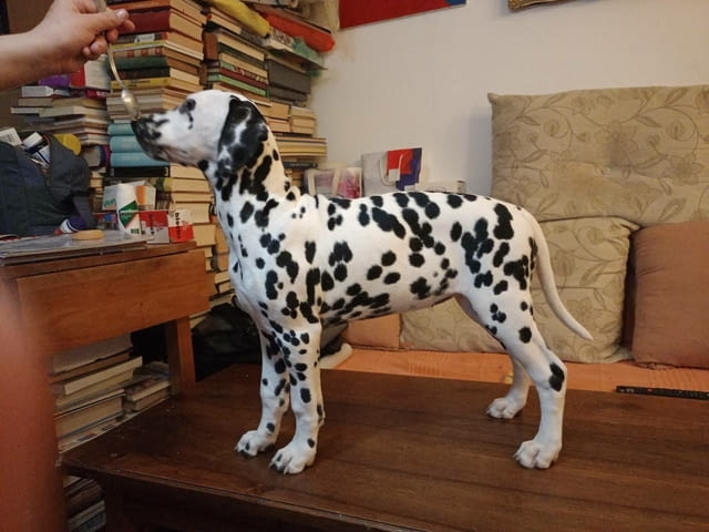 Далматинец кученца Ваксинирано - Да, Обезпаразитено - Да - град Извън България | Кучета - снимка 2