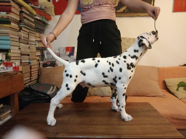 Далматинец кученца Ваксинирано - Да, Обезпаразитено - Да - град Извън България | Кучета - снимка 3