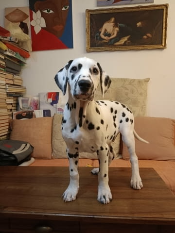 Далматинец кученца Ваксинирано - Да, Обезпаразитено - Да - град Извън България | Кучета - снимка 4