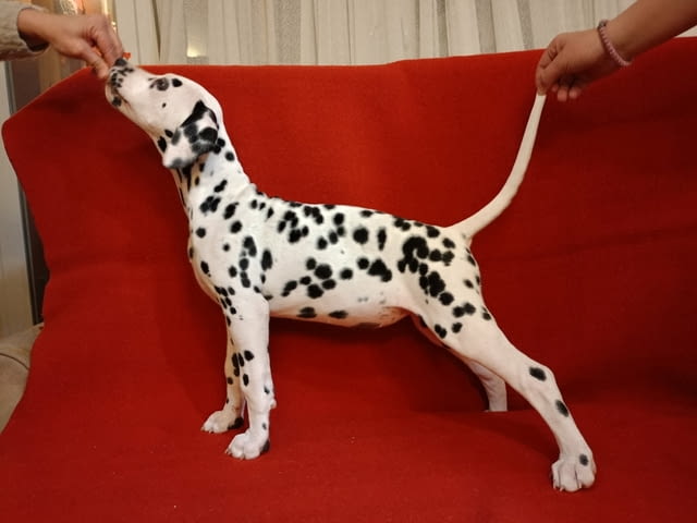 Далматинец кученца Ваксинирано - Да, Обезпаразитено - Да - град Извън България | Кучета - снимка 6