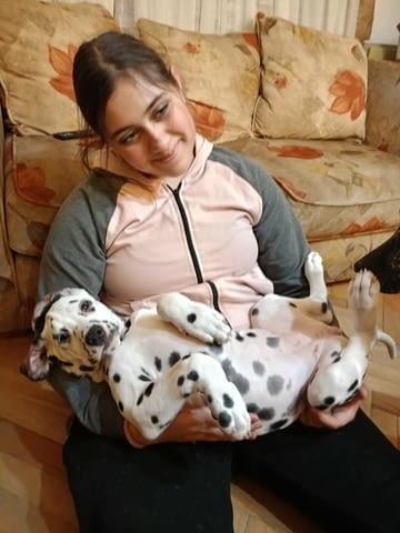 Далматинец кученца Ваксинирано - Да, Обезпаразитено - Да - град Извън България | Кучета - снимка 7