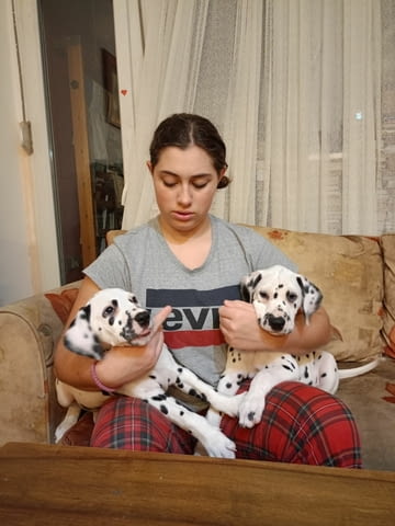 Далматинец кученца Ваксинирано - Да, Обезпаразитено - Да - град Извън България | Кучета - снимка 9