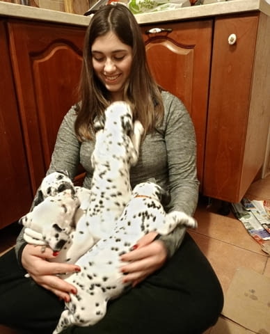 Далматинец кученца Ваксинирано - Да, Обезпаразитено - Да - град Извън България | Кучета - снимка 10