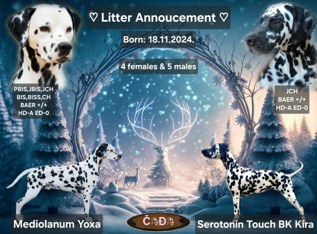 Далматинец кученца Ваксинирано - Да, Обезпаразитено - Да - град Извън България | Кучета - снимка 11