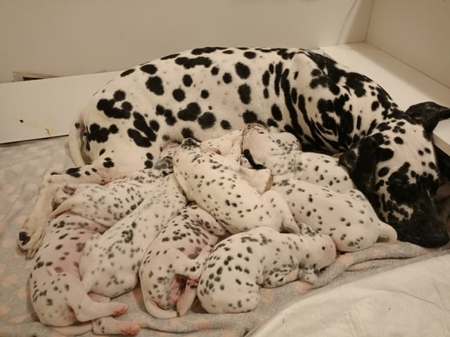 Далматинец кученца Ваксинирано - Да, Обезпаразитено - Да - град Извън България | Кучета - снимка 12