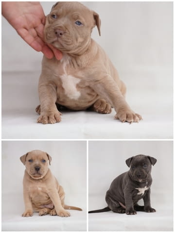 Exotic pit bull puppies for sale Питбул тeриер, 3 месеца - град Извън България | Кучета - снимка 1