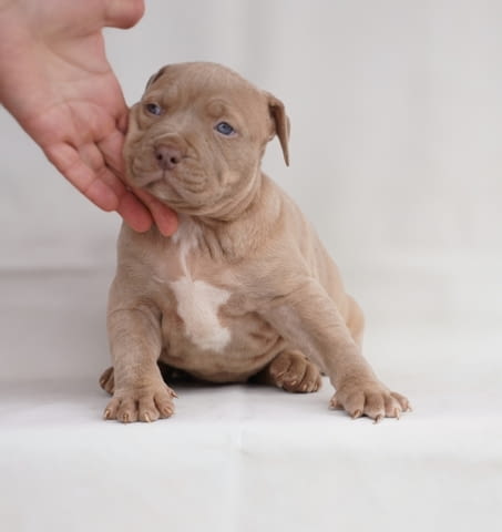 Exotic pit bull puppies for sale Питбул тeриер, 3 месеца - град Извън България | Кучета - снимка 2