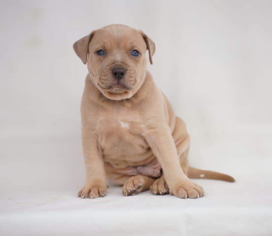 Exotic pit bull puppies for sale Питбул тeриер, 3 месеца - град Извън България | Кучета - снимка 3