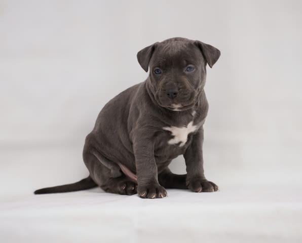 Exotic pit bull puppies for sale Питбул тeриер, 3 месеца - град Извън България | Кучета - снимка 4