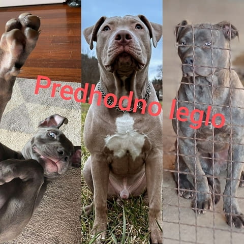 Exotic pit bull puppies for sale Питбул тeриер, 3 месеца - град Извън България | Кучета - снимка 5