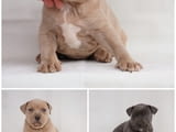 Exotic pit bull puppies for sale