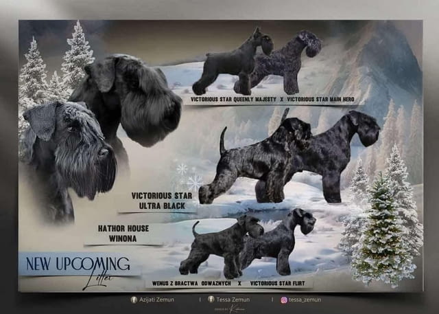 Черен миниатюрен шнауцер кученца Шнауцер мини, Ваксинирано - Да, Обезпаразитено - Да - град Извън България | Кучета - снимка 3