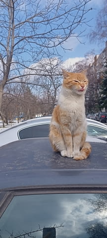 Мазета, Тавани и Дворове Почистване в София Monthly subscription - No - city of Sofia | Cleaning