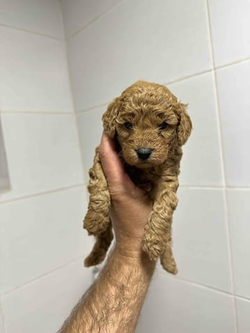 Toy apricot poodle! Пудел той, 2 месеца - град Извън България | Кучета - снимка 1