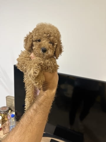 Toy apricot poodle! Пудел той, 2 месеца - град Извън България | Кучета - снимка 3