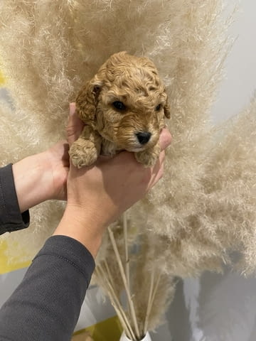 Toy apricot poodle! Пудел той, 2 месеца - град Извън България | Кучета - снимка 4