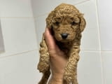 Toy apricot poodle!