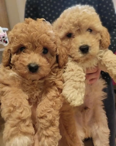 Mini Apricot Poodle! Пудел мини, 2 месеца - град Извън България | Кучета - снимка 2