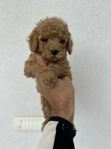 Mini Apricot Poodle! Пудел мини, 2 месеца - град Извън България | Кучета - снимка 3