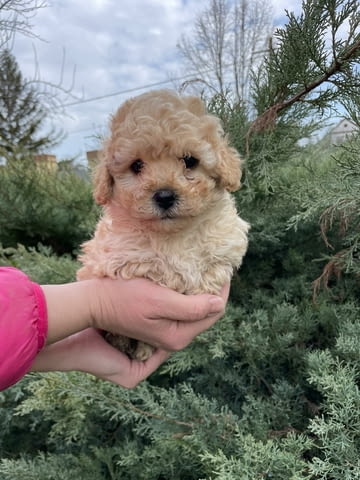 Mini Apricot Poodle! Пудел мини, 2 месеца - град Извън България | Кучета - снимка 5